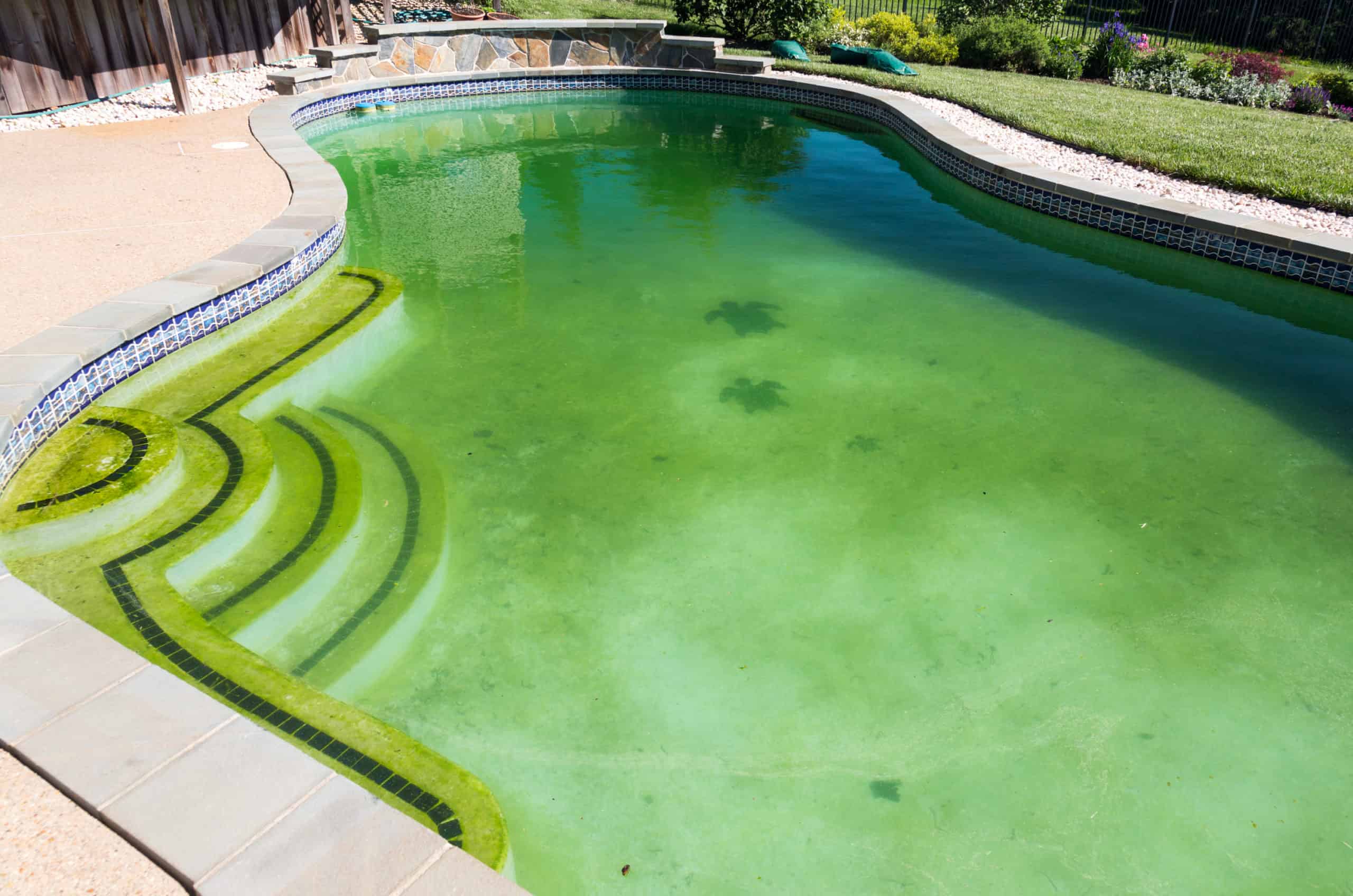 Back yard swimming pool behind modern single family home at pool opening with green stagnant algae-filled water before cleaning