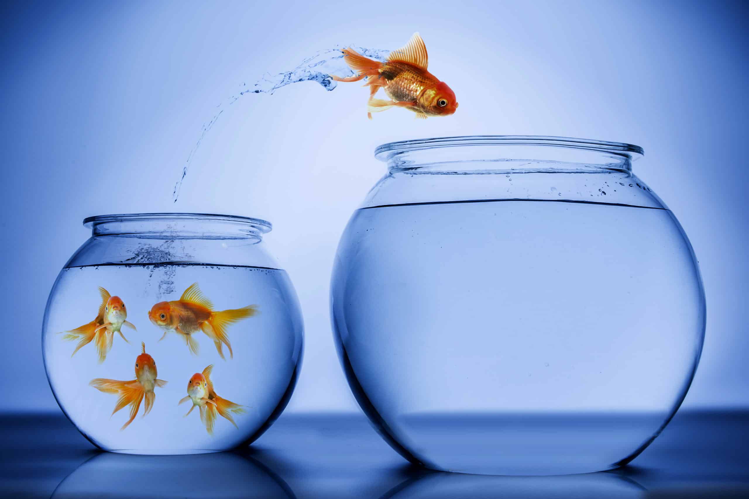 Is Switching Banks Worth The Time & Energy Required? 2 Goldfish jumping out of a small crowded bowl and into a larger empty bowl