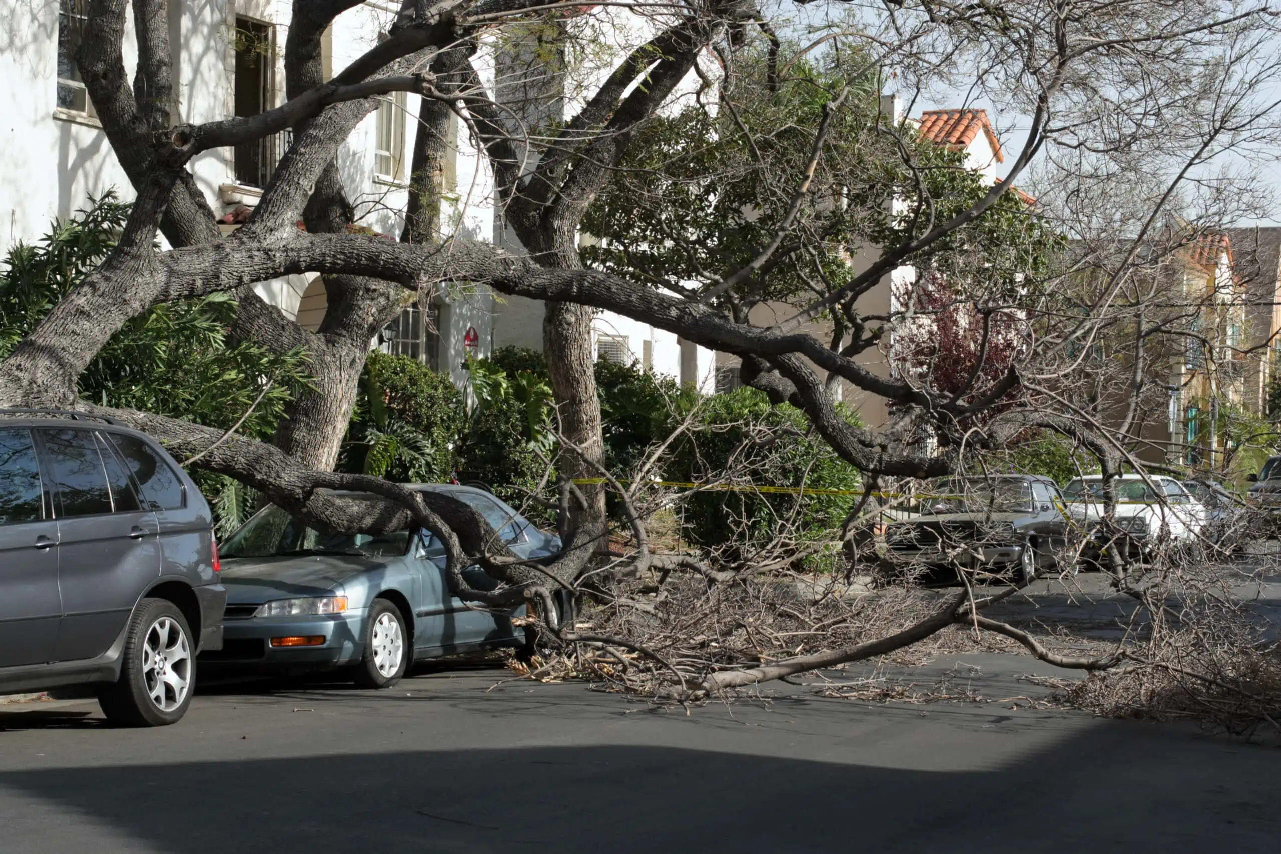 Fallen tree on Honda parked along the sidewalk